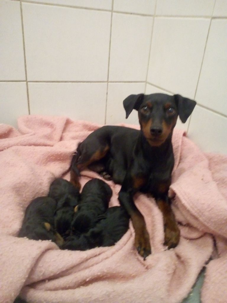 Des Trois Sorcières - Bébés de Nalou et kiko