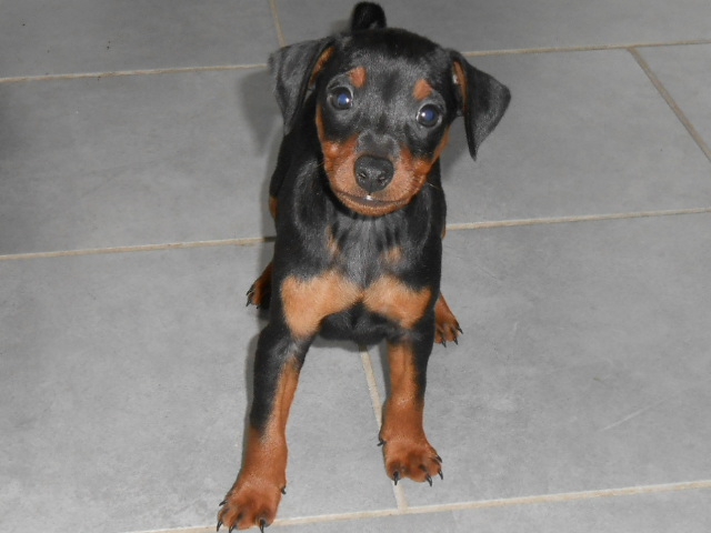 bébés de Stella