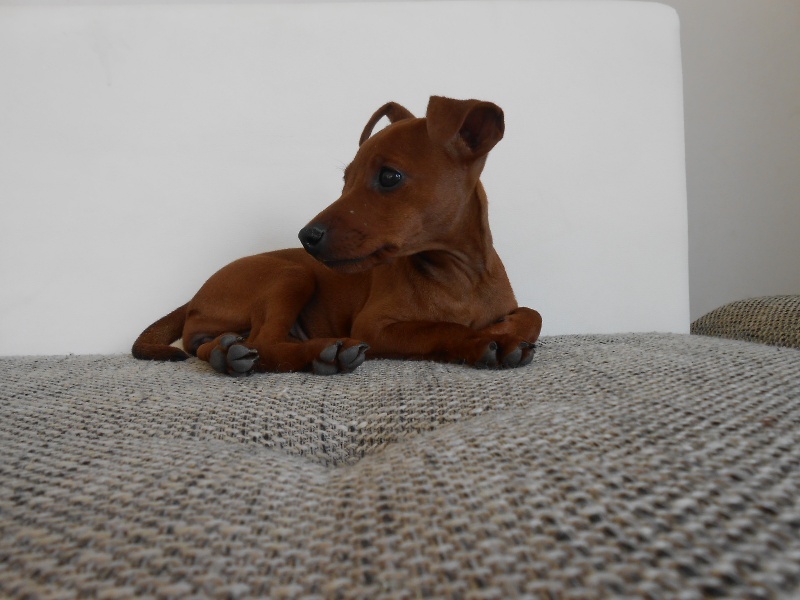 chiots 2013