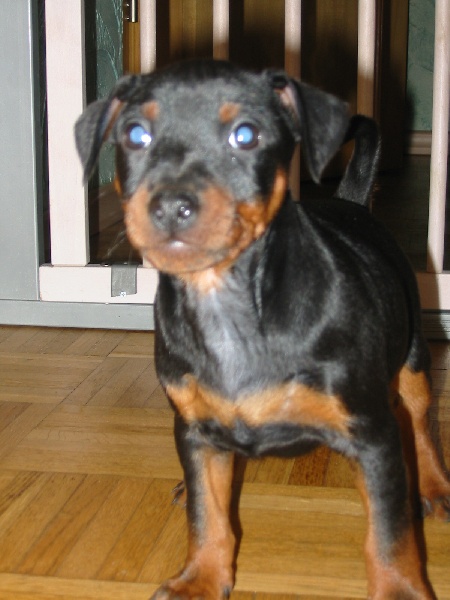 chiots de l'année 2009