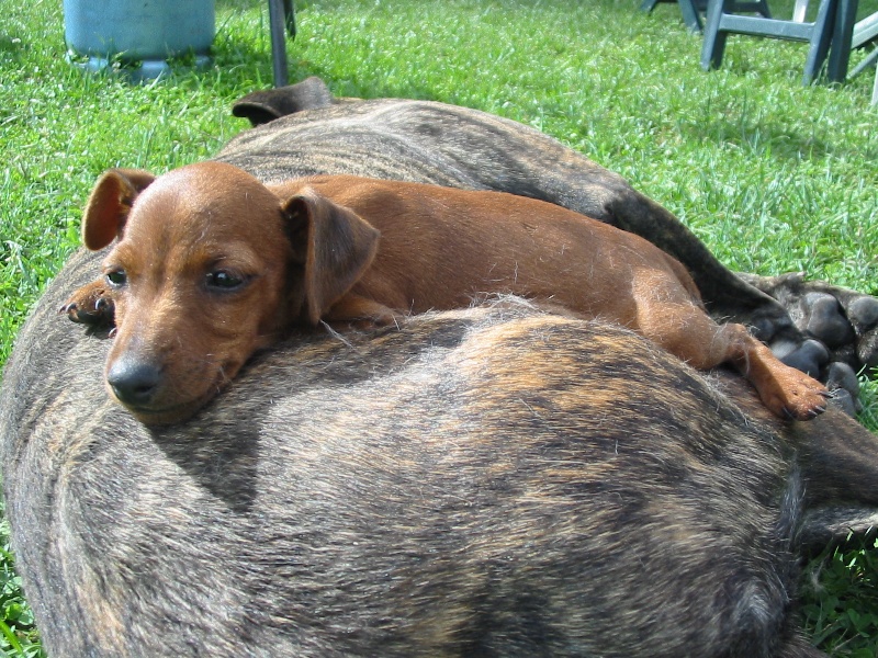 Goméz et Taz