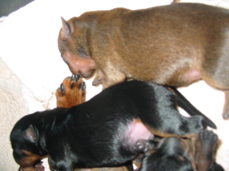 chiots Dana et Eros