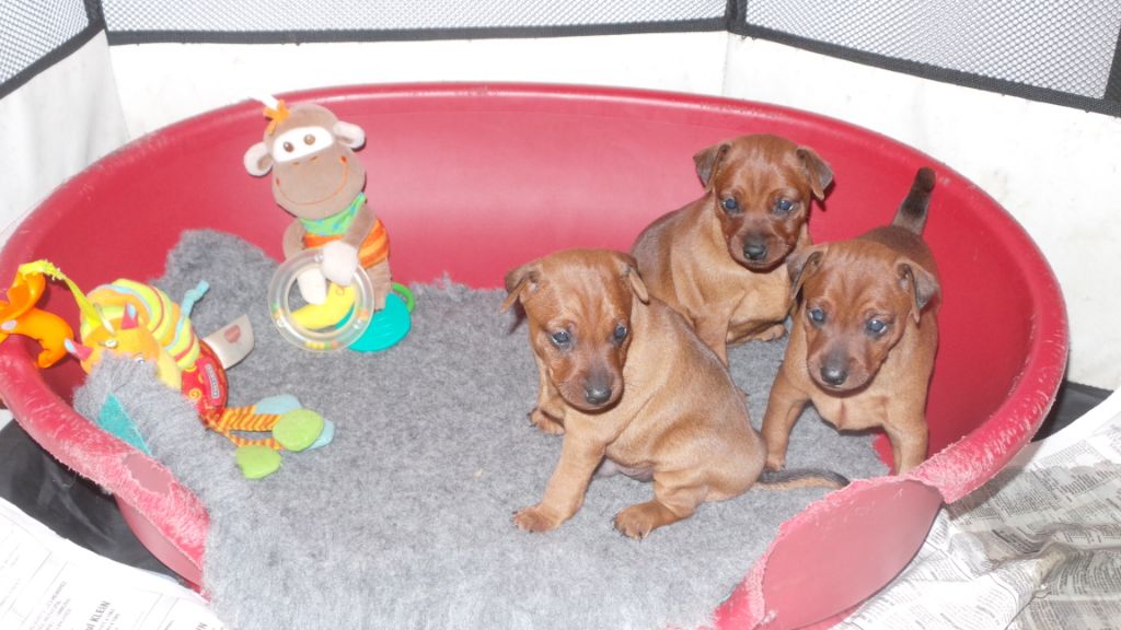 Des Trois Sorcières - Pinscher nain - Portée née le 15/09/2018
