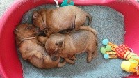 CHIOT