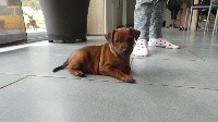 CHIOT