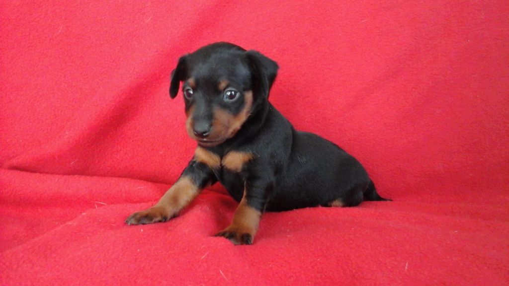 Des Trois Sorcières - Pinscher nain - Portée née le 05/03/2017